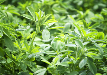 Alfalfa dry leaves for tea